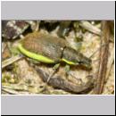 Chlorophanus viridis - Dunkelgruner Gelbrandruessler 01e 9mm.jpg